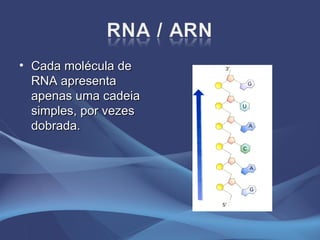 Cada molécula de RNA apresenta apenas uma cadeia simples, por vezes dobrada. 