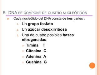 EL DNA SE COMPONE DE CUATRO NUCLEÓTIDOS
 Cada nucleótido del DNA consta de tres partes :
1. Un grupo fosfato
2. Un azúcar desoxirribosa
3. Una de cuatro posibles bases
nitrogenadas:
 Timina T
 Citosina C
 Adenina A
 Guanina G
 