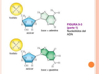 FIGURA 9-3
(parte 1)
Nucleótidos del
ADN
 