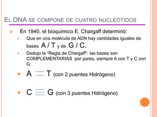 EL DNA SE COMPONE DE CUATRO NUCLEÓTIDOS
 En 1940, el bioquímico E. Chargaff determinó:
 Que en una molécula de ADN hay cantidades iguales de
bases A / T y de G / C.
 Dedujo la “Regla de Chargaff”: las bases son
COMPLEMENTARIAS por pares, siempre A con T y C con
G.
 A T (con 2 puentes Hidrógeno)
 C G (con 3 puentes Hidrógeno)
 
