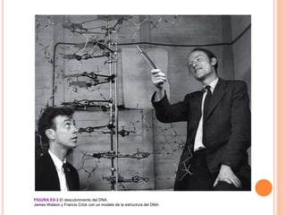 FIGURA E9-3 El descubrimiento del DNA
James Watson y Francis Crick con un modelo de la estructura del DNA.
 