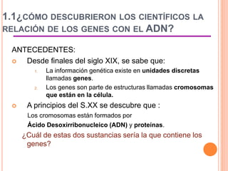1.1¿CÓMO DESCUBRIERON LOS CIENTÍFICOS LA
RELACIÓN DE LOS GENES CON EL ADN?
ANTECEDENTES:
 Desde finales del siglo XIX, se sabe que:
1. La información genética existe en unidades discretas
llamadas genes.
2. Los genes son parte de estructuras llamadas cromosomas
que están en la célula.
 A principios del S.XX se descubre que :
Los cromosomas están formados por
Ácido Desoxirribonucleico (ADN) y proteínas.
¿Cuál de estas dos sustancias sería la que contiene los
genes?
 