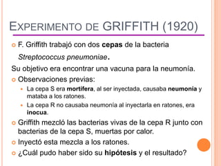 EXPERIMENTO DE GRIFFITH (1920)
 F. Griffith trabajó con dos cepas de la bacteria
Streptococcus pneumoniae.
Su objetivo era encontrar una vacuna para la neumonía.
 Observaciones previas:
 La cepa S era mortífera, al ser inyectada, causaba neumonía y
mataba a los ratones.
 La cepa R no causaba neumonía al inyectarla en ratones, era
inocua.
 Griffith mezcló las bacterias vivas de la cepa R junto con
bacterias de la cepa S, muertas por calor.
 Inyectó esta mezcla a los ratones.
 ¿Cuál pudo haber sido su hipótesis y el resultado?
 