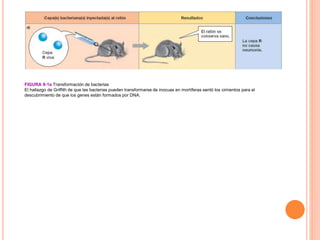 FIGURA 9-1a Transformación de bacterias
El hallazgo de Griffith de que las bacterias pueden transformarse de inocuas en mortíferas sentó los cimientos para el
descubrimiento de que los genes están formados por DNA.
 