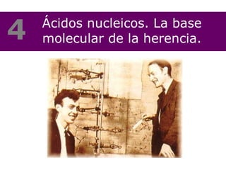 Ácidos nucleicos. La base molecular de la herencia. 4 