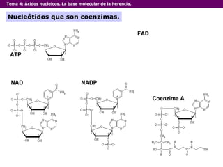 Tema 4:  Ácidos nucleicos. La base molecular de la herencia. Nucleótidos que son coenzimas. ATP NAD NADP FAD Coenzima A 