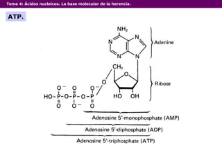 Tema 4:  Ácidos nucleicos. La base molecular de la herencia. ATP. 
