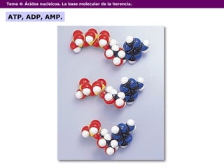 Tema 4:  Ácidos nucleicos. La base molecular de la herencia. ATP, ADP, AMP. 