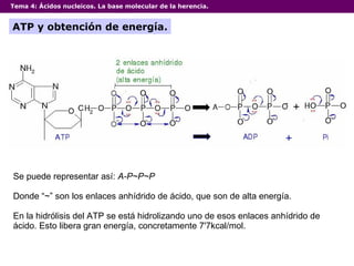 Tema 4:  Ácidos nucleicos. La base molecular de la herencia. ATP y obtención de energía. Se puede representar así:  A-P~P~P Donde “~” son los enlaces anhídrido de ácido, que son de alta energía. En la hidrólisis del ATP se está hidrolizando uno de esos enlaces anhídrido de ácido. Esto libera gran energía, concretamente 7'7kcal/mol. 