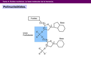 Tema 4:  Ácidos nucleicos. La base molecular de la herencia. Polinucleótidos. 