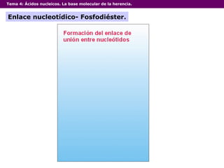 Tema 4:  Ácidos nucleicos. La base molecular de la herencia. Enlace nucleotídico- Fosfodiéster. 
