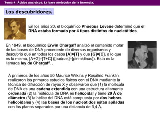 Tema 4:  Ácidos nucleicos. La base molecular de la herencia. Los descubridores. En los años 20, el bioquímico  Phoebus Levene  determinó que  el DNA estaba formado por 4 tipos distintos de nucleótidos .  En 1949, el bioquímico  Erwin Chargaff  analizó el contenido molar de las bases de DNA procedente de diversos organismos y descubrió que en todos los casos  [A]=[T]  y que  [G]=[C] , o lo que es lo mismo, [A+G]=[T+C] ([purinas]=[pirimidinas]). Esta es la llamada  ley de Chargaff . .  A primeros de los años 50 Maurice Wilkins y Rosalind Franklin realizaron los primeros estudios físicos con el DNA mediante la técnica de difracción de rayos X y observaron que (1) la molécula de DNA es una  cadena extendida  con una estructura altamente  ordenada  (2) la molécula de DNA es  helicoidal  y tiene  20 Å de diámetro  (3) la hélice del DNA está compuesta por  dos hebras helicoidales  y (4)  las bases de los nucleótidos están apiladas  con los planos separados por una distancia de 3,4 Å.  
