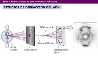 Tema 4:  Ácidos nucleicos. La base molecular de la herencia. ESTUDIOS DE DIFRACCIÓN DEL ADN. 