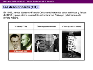 Tema 4:  Ácidos nucleicos. La base molecular de la herencia. Los descubridores (III). En 1953, James Watson y Francis Crick combinaron los datos químicos y físicos del DNA, y propusieron un modelo estructural del DNA que publicaron en la revista Nature.  Construyendo el modelo Construyendo el modelo   Watson y Crick   