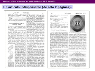 Tema 4:  Ácidos nucleicos. La base molecular de la herencia. Un artículo indispensable (de sólo 2 páginas). 