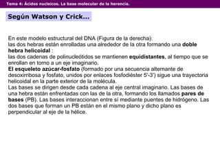 Tema 4:  Ácidos nucleicos. La base molecular de la herencia. Según Watson y Crick... En este modelo estructural del DNA (Figura de la derecha): las dos hebras están enrolladas una alrededor de la otra formando una  doble hebra helicoidal  :  las dos cadenas de polinucleótidos se mantienen  equidistantes , al tiempo que se enrollan en torno a un eje imaginario.  El esqueleto azúcar-fosfato  (formado por una secuencia alternante de desoxirribosa y fosfato, unidos por enlaces fosfodiéster 5'-3') sigue una trayectoria helicoidal en la parte exterior de la molécula.  Las bases se dirigen desde cada cadena al eje central imaginario. Las bases de una hebra están enfrentadas con las de la otra, formando los llamados  pares de bases  (PB). Las bases interaccionan entre sí mediante puentes de hidrógeno. Las dos bases que forman un PB están en el mismo plano y dicho plano es perpendicular al eje de la hélice.  