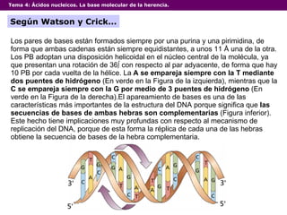 Tema 4:  Ácidos nucleicos. La base molecular de la herencia. Según Watson y Crick... Los pares de bases están formados siempre por una purina y una pirimidina, de forma que ambas cadenas están siempre equidistantes, a unos 11 Å una de la otra. Los PB adoptan una disposición helicoidal en el núcleo central de la molécula, ya que presentan una rotación de 36º con respecto al par adyacente, de forma que hay 10 PB por cada vuelta de la hélice. La  A se empareja siempre con la T mediante dos puentes de hidrógeno  (En verde en la Figura de la izquierda), mientras que la  C se empareja siempre con la G por medio de 3 puentes de hidrógeno  (En verde en la Figura de la derecha).El apareamiento de bases es una de las características más importantes de la estructura del DNA porque significa que  las secuencias de bases de ambas hebras son complementarias  (Figura inferior). Este hecho tiene implicaciones muy profundas con respecto al mecanismo de replicación del DNA, porque de esta forma la réplica de cada una de las hebras obtiene la secuencia de bases de la hebra complementaria. 