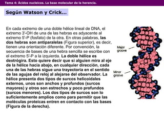 Tema 4:  Ácidos nucleicos. La base molecular de la herencia. Según Watson y Crick... En cada extremo de una doble hélice lineal de DNA, el extremo 3'-OH de una de las hebras es adyacente al extremo 5'-P (fosfato) de la otra. En otras palabras,  las dos hebras son antiparalelas  (Figura superior), es decir, tienen una orientación diferente. Por convención, la secuencia de bases de una hebra sencilla se escribe con el extremo 5'-P a la izquierda.  La doble hélice es dextrógira. Esto quiere decir que si alguien mira al eje de la hélice hacia abajo, en cualquier dirección, cada una de las hebras sigue una trayectoria en el sentido de las agujas del reloj al alejarse del observador. La hélice presenta dos tipos de surcos helicoidales externos, unos son anchos y profundos (surcos mayores) y otros son estrechos y poco profundos (surcos menores). Los dos tipos de surcos son lo suficientemente amplios como para permitir que las moléculas proteicas entren en contacto con las bases (Figura de la derecha).   