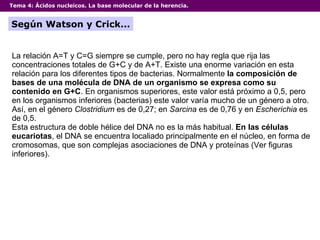 Tema 4:  Ácidos nucleicos. La base molecular de la herencia. Según Watson y Crick... La relación A=T y C=G siempre se cumple, pero no hay regla que rija las concentraciones totales de G+C y de A+T. Existe una enorme variación en esta relación para los diferentes tipos de bacterias. Normalmente  la composición de bases de una molécula de DNA de un organismo se expresa como su contenido en G+C . En organismos superiores, este valor está próximo a 0,5, pero en los organismos inferiores (bacterias) este valor varía mucho de un género a otro. Así, en el género  Clostridium  es de 0,27; en  Sarcina  es de 0,76 y en  Escherichia  es de 0,5.  Esta estructura de doble hélice del DNA no es la más habitual.  En las células eucariotas , el DNA se encuentra localiado principalmente en el núcleo, en forma de cromosomas, que son complejas asociaciones de DNA y proteínas (Ver figuras inferiores). 