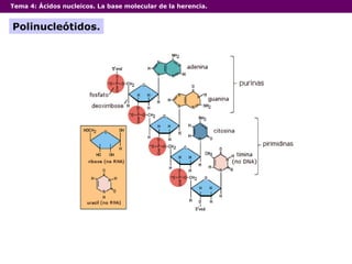 Tema 4:  Ácidos nucleicos. La base molecular de la herencia. Polinucleótidos. 