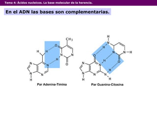 Tema 4:  Ácidos nucleicos. La base molecular de la herencia. En el ADN las bases son complementarias. 