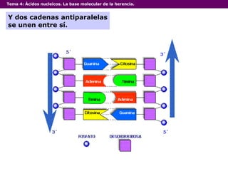 Tema 4:  Ácidos nucleicos. La base molecular de la herencia. Y dos cadenas antiparalelas se unen entre sí. 