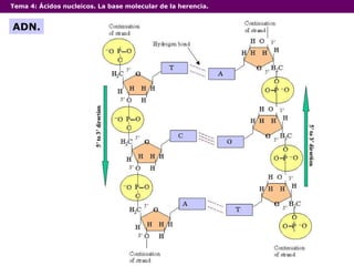 Tema 4:  Ácidos nucleicos. La base molecular de la herencia. ADN. 