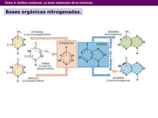 Tema 4:  Ácidos nucleicos. La base molecular de la herencia. Bases orgánicas nitrogenadas. 