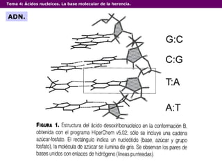 Tema 4:  Ácidos nucleicos. La base molecular de la herencia. ADN. 