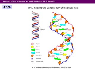 Tema 4:  Ácidos nucleicos. La base molecular de la herencia. ADN. 