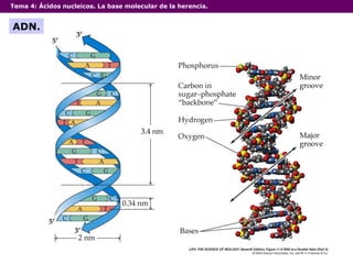 Tema 4:  Ácidos nucleicos. La base molecular de la herencia. ADN. 