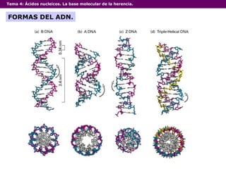 Tema 4:  Ácidos nucleicos. La base molecular de la herencia. FORMAS DEL ADN. 