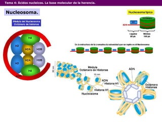 Tema 4:  Ácidos nucleicos. La base molecular de la herencia. Nucleosoma. 