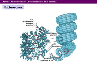 Tema 4:  Ácidos nucleicos. La base molecular de la herencia. Nucleosoma. 