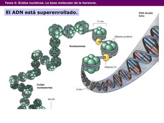 Tema 4:  Ácidos nucleicos. La base molecular de la herencia. El ADN está superenrollado. 