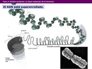 Tema 4:  Ácidos nucleicos. La base molecular de la herencia. El ADN está superenrollado. 