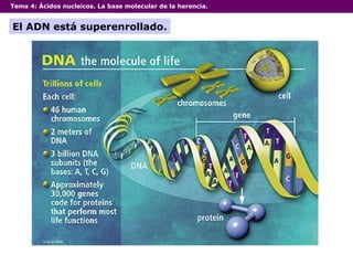 Tema 4:  Ácidos nucleicos. La base molecular de la herencia. El ADN está superenrollado. 