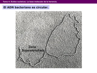 Tema 4:  Ácidos nucleicos. La base molecular de la herencia. El ADN bacteriano es circular. 