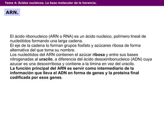 Tema 4:  Ácidos nucleicos. La base molecular de la herencia. ARN. El ácido ribonucleico (ARN o RNA) es un ácido nucleico, polímero lineal de nucleótidos formando una larga cadena. El eje de la cadena lo forman grupos fosfato y azúcares ribosa de forma alternativa del que toma su nombre. Los nucleótidos del ARN contienen el azúcar  ribosa  y entre sus bases nitrogenadas al  uracilo , a diferencia del ácido desoxirribonucleico (ADN) cuya azucar es una desoxirribosa y contiene a la timina en vez del uracilo. La función principal del ARN es servir como intermediario de la información que lleva el ADN en forma de genes y la proteína final codificada por esos genes . 