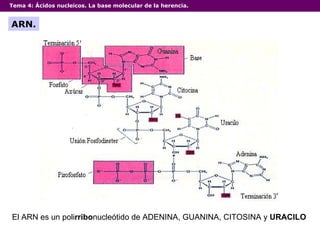 Tema 4:  Ácidos nucleicos. La base molecular de la herencia. ARN. El ARN es un poli rribo nucleótido de ADENINA, GUANINA, CITOSINA y  URACILO 