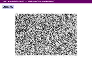 Tema 4:  Ácidos nucleicos. La base molecular de la herencia. ARNm. 