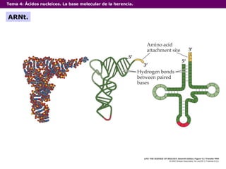 Tema 4:  Ácidos nucleicos. La base molecular de la herencia. ARNt. 