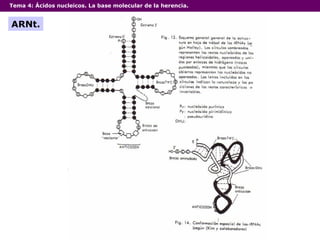 Tema 4:  Ácidos nucleicos. La base molecular de la herencia. ARNt. 