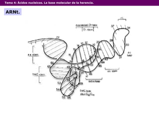 Tema 4:  Ácidos nucleicos. La base molecular de la herencia. ARNt. 