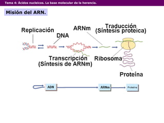 Tema 4:  Ácidos nucleicos. La base molecular de la herencia. Misión del ARN. 