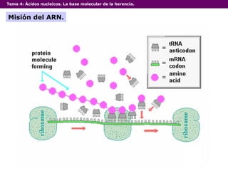 Tema 4:  Ácidos nucleicos. La base molecular de la herencia. Misión del ARN. 