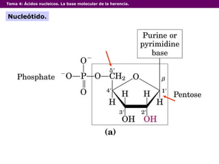 Tema 4:  Ácidos nucleicos. La base molecular de la herencia. Nucleótido. 