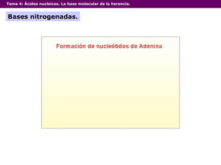 Tema 4:  Ácidos nucleicos. La base molecular de la herencia. Bases nitrogenadas. 
