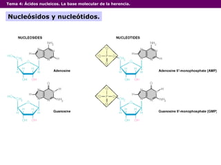 Tema 4:  Ácidos nucleicos. La base molecular de la herencia. Nucleósidos y nucleótidos. 