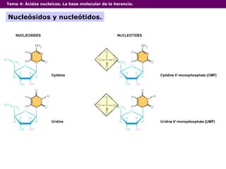 Tema 4:  Ácidos nucleicos. La base molecular de la herencia. Nucleósidos y nucleótidos. 